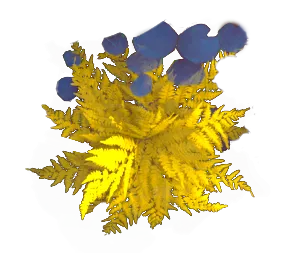 Fern 1