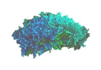 Moss 1